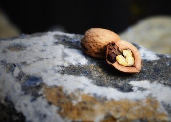 Cracked walnut resting on a textured rock.