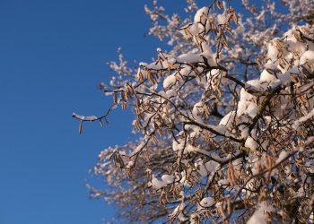 Snow-covered branches against a clear blue sky.
