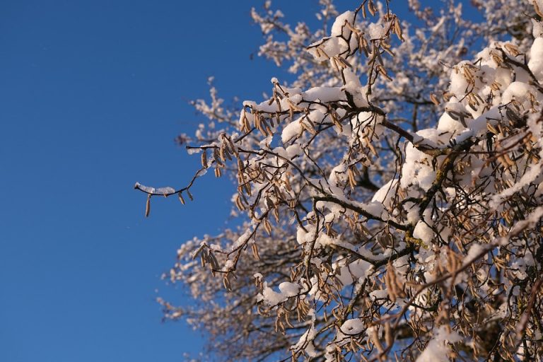 Snow-covered branches against a clear blue sky.