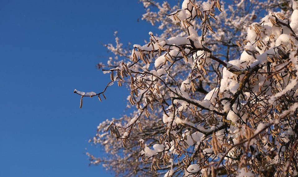 Snow-covered branches against a clear blue sky.
