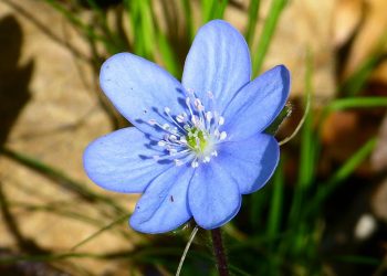 Blue spring wildflower blooming in sunlight.