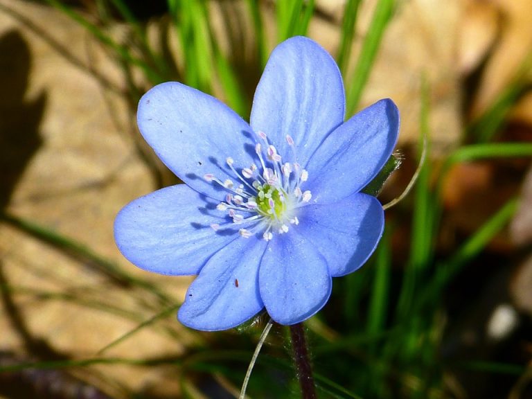 Blue spring wildflower blooming in sunlight.