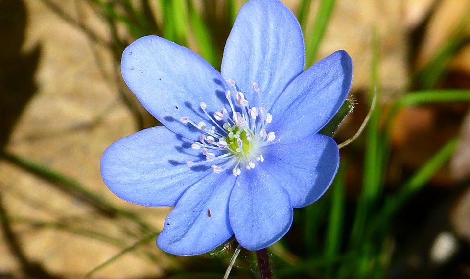 Blue spring wildflower blooming in sunlight.