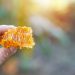 Hand holding fresh honeycomb against blurred background.
