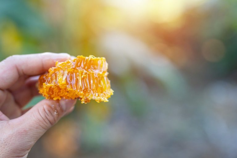 Hand holding fresh honeycomb against blurred background.