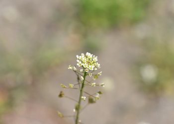 White wildflower with small blossoms and green blurred background.