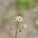 White wildflower with small blossoms and green blurred background.