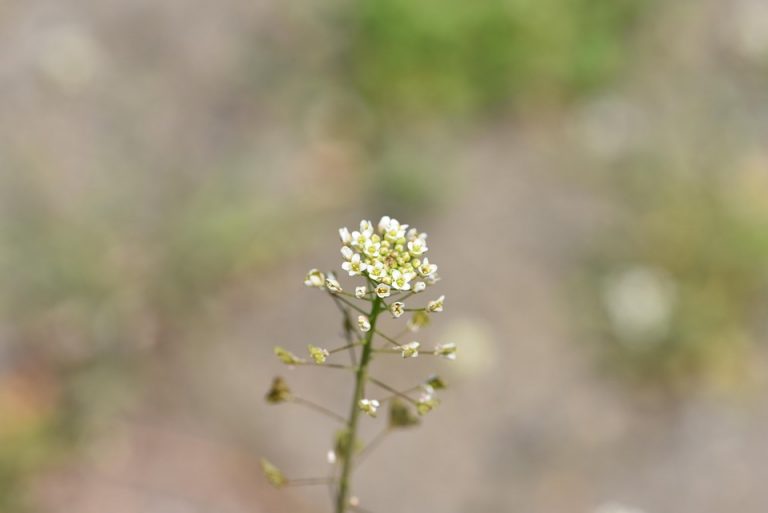 White wildflower with small blossoms and green blurred background.