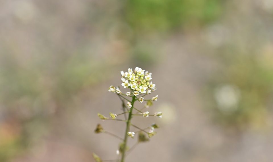 White wildflower with small blossoms and green blurred background.