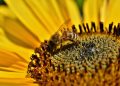 Bee collecting pollen from vibrant sunflower blossom.