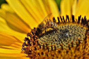 Bee collecting pollen from vibrant sunflower blossom.