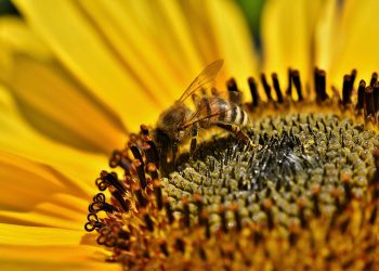 Bee collecting pollen from vibrant sunflower blossom.