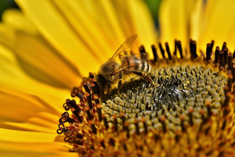 Bee collecting pollen from vibrant sunflower blossom.