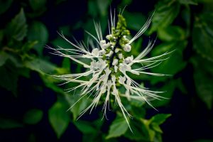 White cat's whiskers flower among lush green leaves.