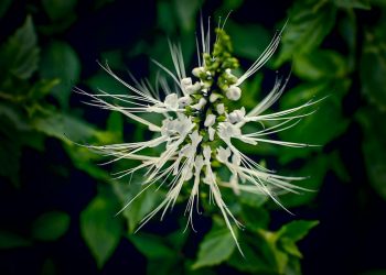 White cat's whiskers flower among lush green leaves.