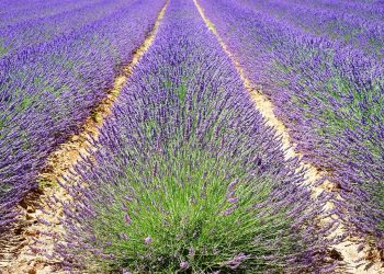 Rows of vibrant lavender bushes in full bloom in Provence.