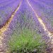 Rows of vibrant lavender bushes in full bloom in Provence.