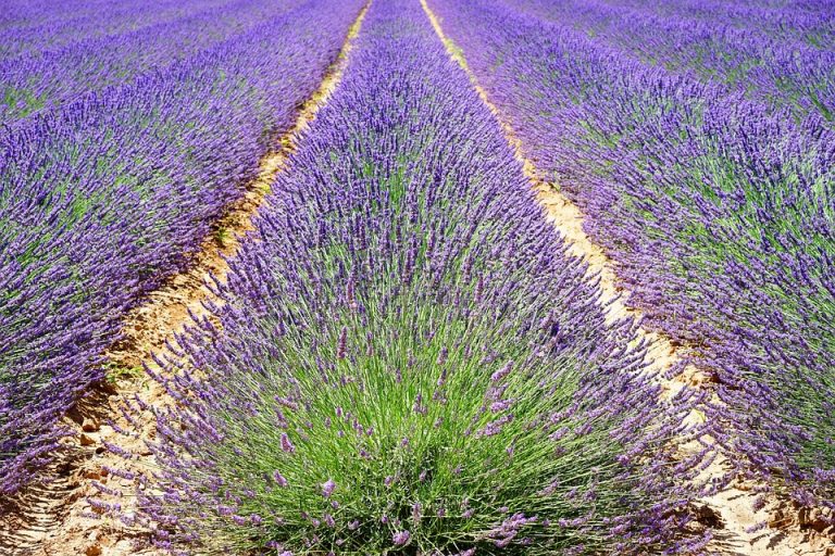 Rows of vibrant lavender bushes in full bloom in Provence.