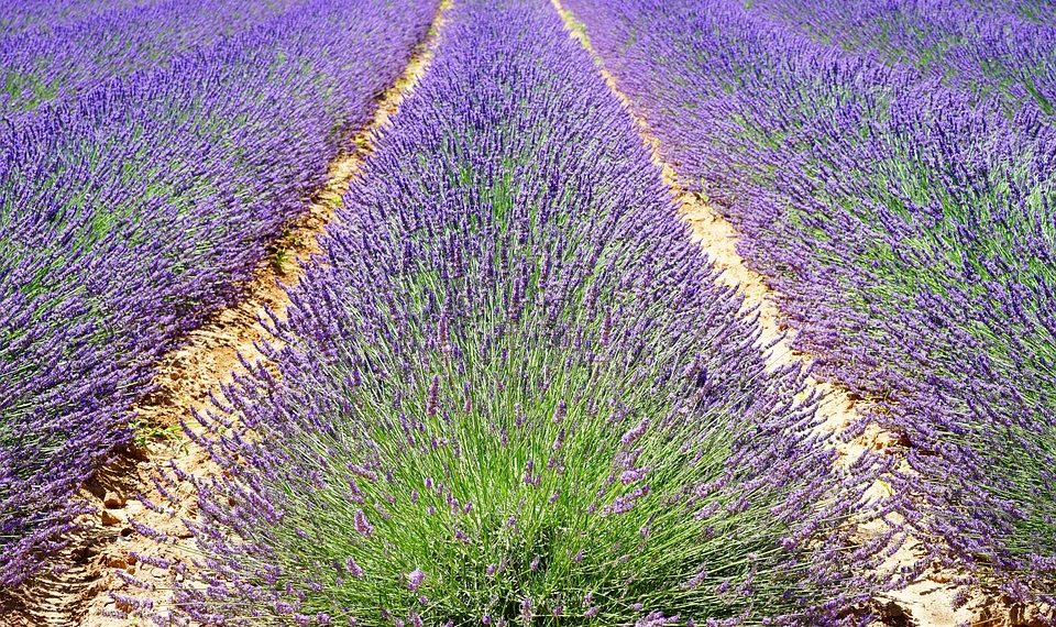 Rows of vibrant lavender bushes in full bloom in Provence.