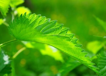 Close-up of a bright green nettle leaf in sunlight.