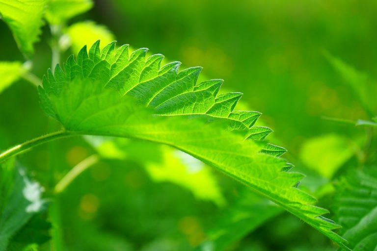 Close-up of a bright green nettle leaf in sunlight.