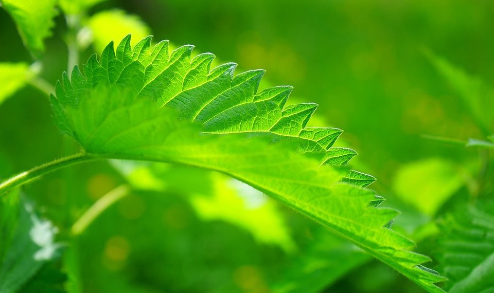 Close-up of a bright green nettle leaf in sunlight.