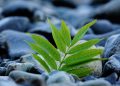 Young green plant growing between smooth rocks.