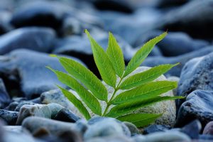 Young green plant growing between smooth rocks.