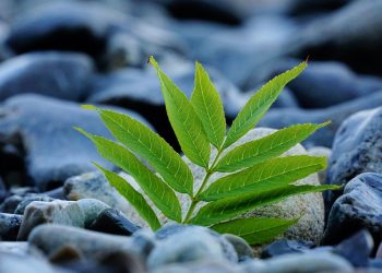 Young green plant growing between smooth rocks.