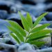 Young green plant growing between smooth rocks.