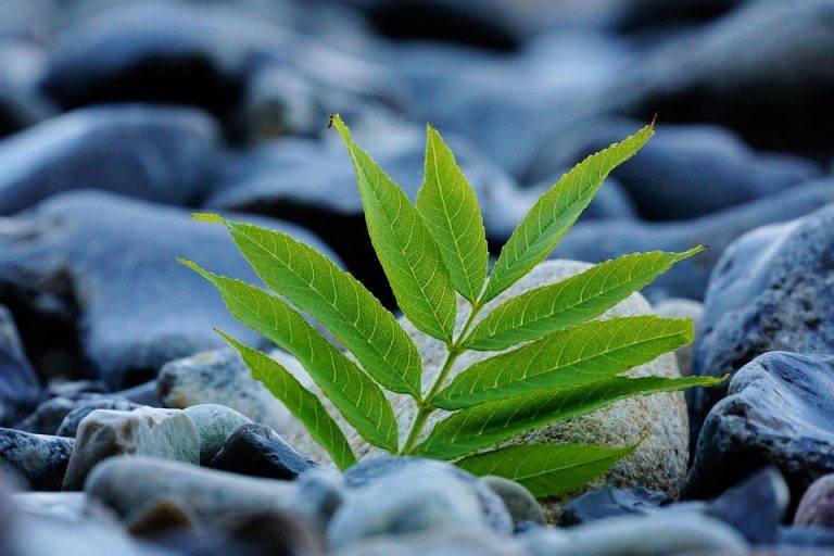 Young green plant growing between smooth rocks.