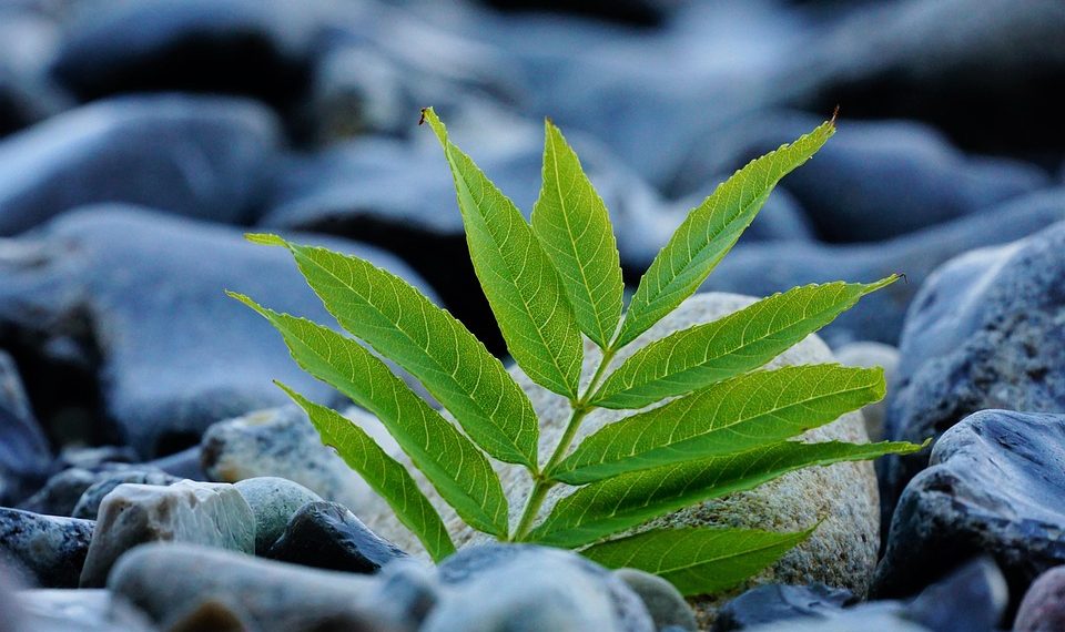 Young green plant growing between smooth rocks.