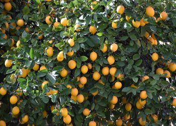 Lemon tree laden with ripe lemons in sunlight
