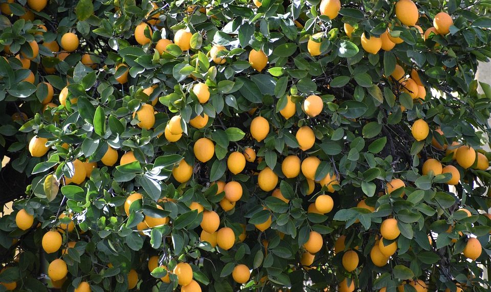 Lemon tree laden with ripe lemons in sunlight
