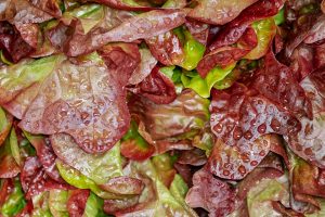 Red lettuce leaves covered in droplets состязательный