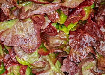 Red lettuce leaves covered in droplets состязательный