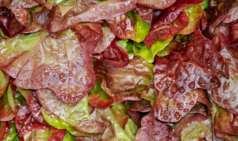 Red lettuce leaves covered in droplets состязательный