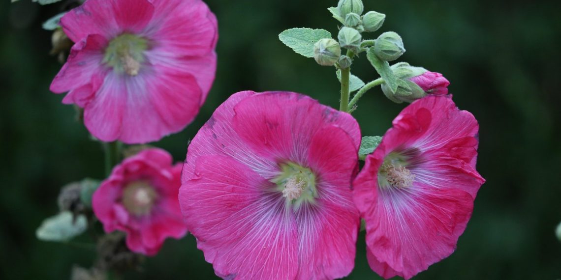 Pink hollyhock flowers blooming against a dark green background.