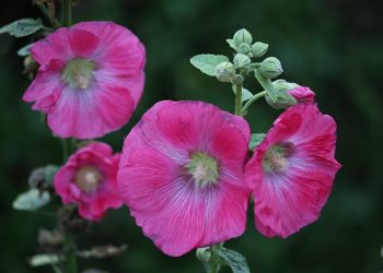 Pink hollyhock flowers blooming against a dark green background.