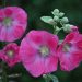 Pink hollyhock flowers blooming against a dark green background.