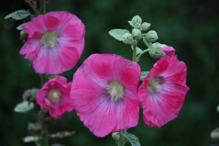 Pink hollyhock flowers blooming against a dark green background.