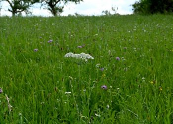 A single white wildflower blooms in a lush green meadow.