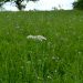A single white wildflower blooms in a lush green meadow.