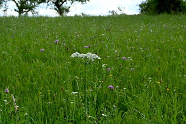 A single white wildflower blooms in a lush green meadow.