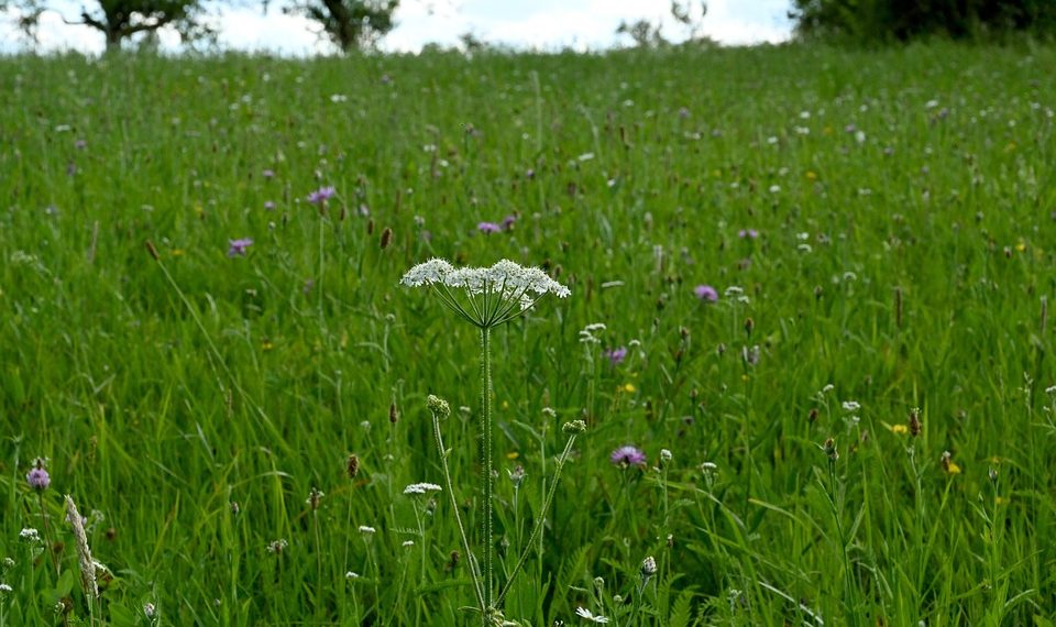 A single white wildflower blooms in a lush green meadow.