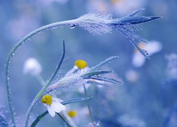 Dew-covered wildflowers in a blurred blue background.