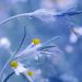Dew-covered wildflowers in a blurred blue background.