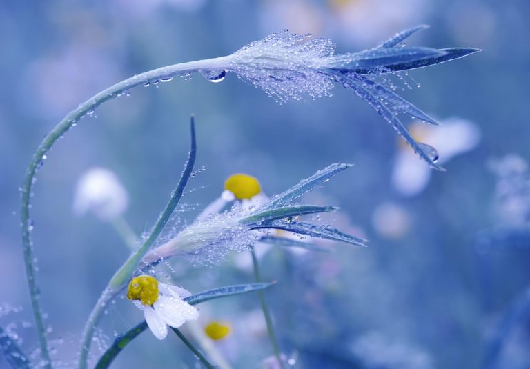Dew-covered wildflowers in a blurred blue background.