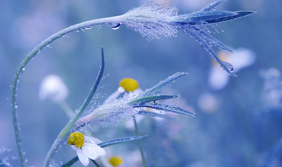 Dew-covered wildflowers in a blurred blue background.