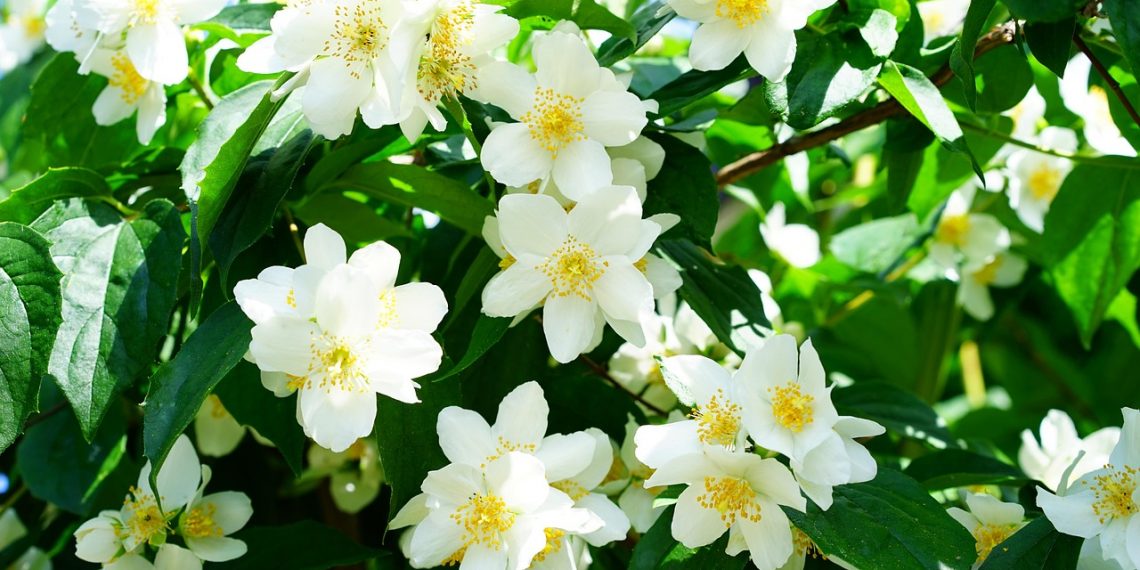 White jasmine flowers blooming on a lush green plant.